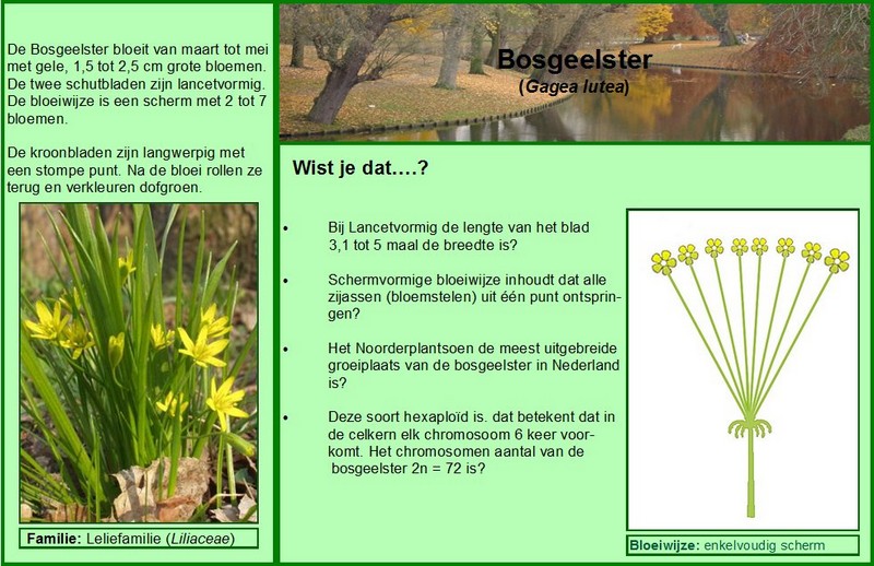 Bosgeelster
