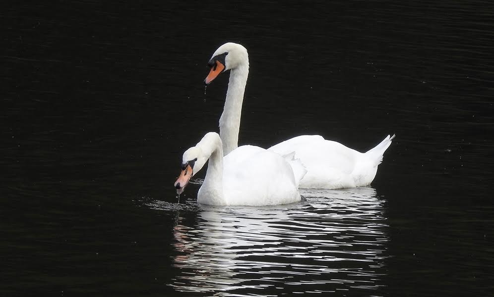 zwaan2