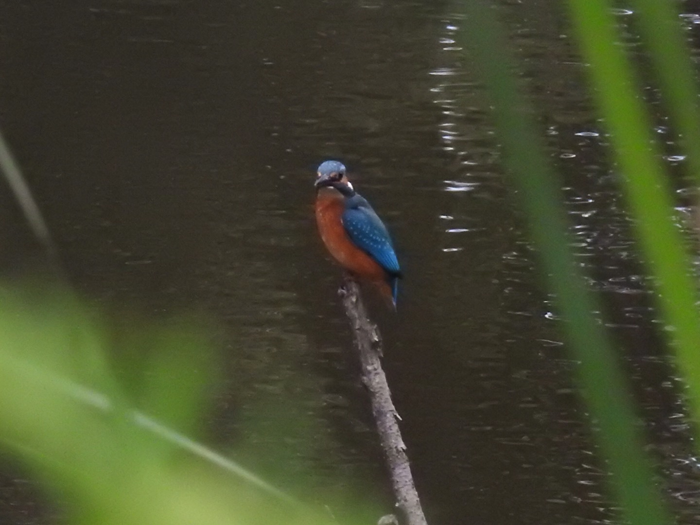 ijsvogel