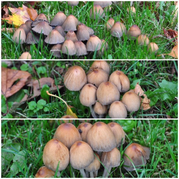 paddestoel 1 600 x 600