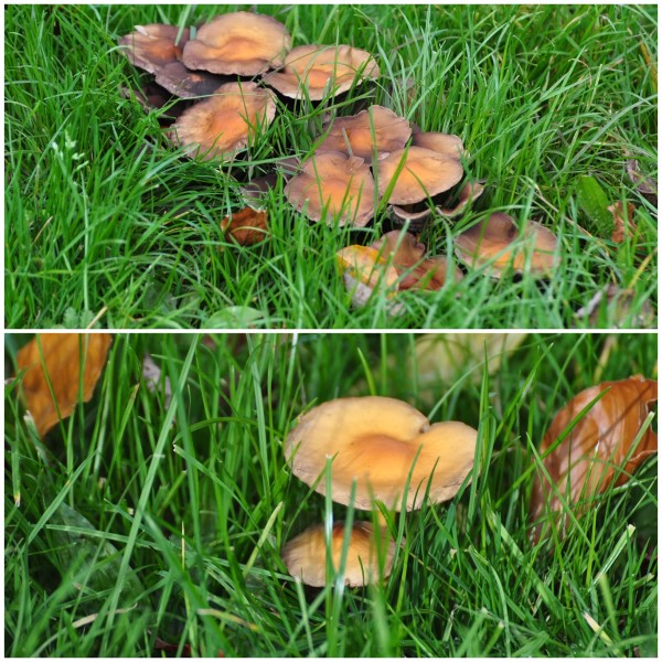 paddestoel 2 600 x 600