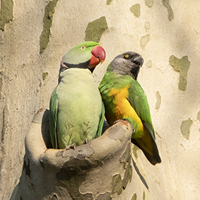 2019 06 11plataan1