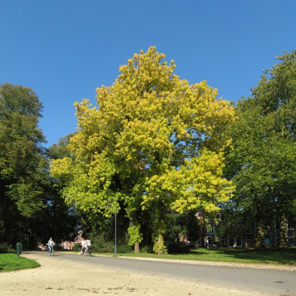 Leliesingel Noorderplantsoen Groningen NL 2 600 x 600