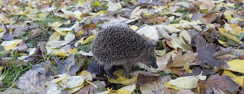 egel np