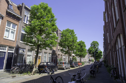 acasia in Tuinbouwstraat
