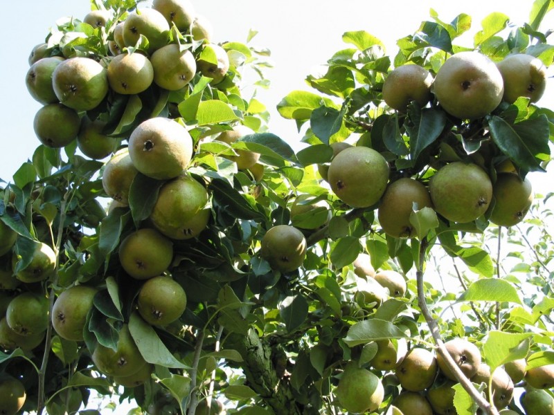 perenboom