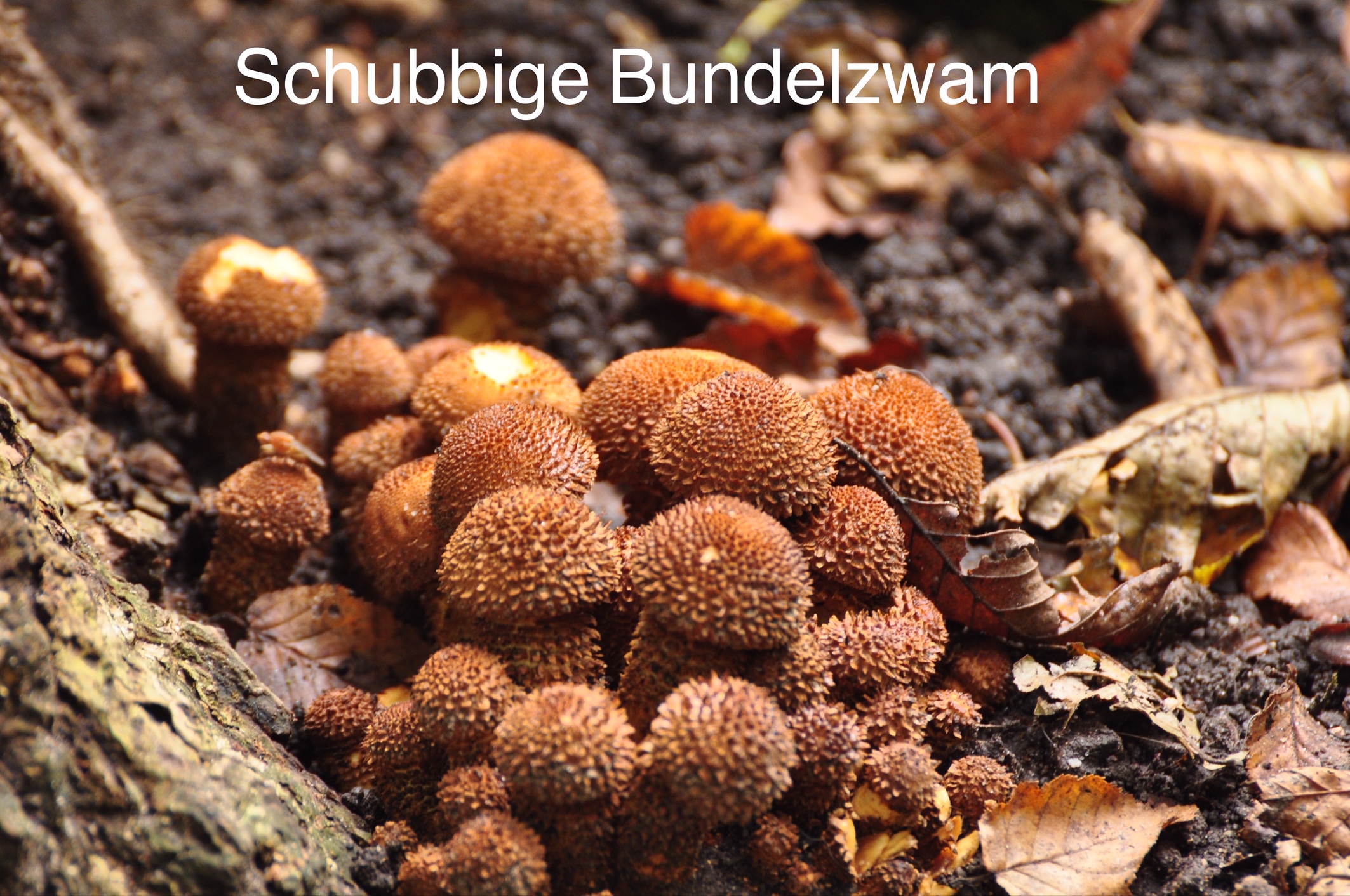 Weekjournaal Noorderplantsoen, week 41 door Janny Giezen