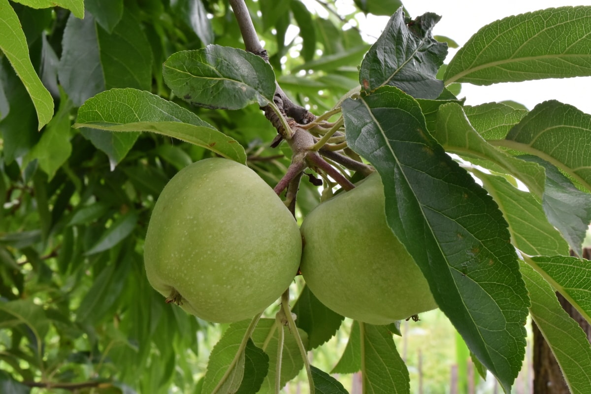 appelboom