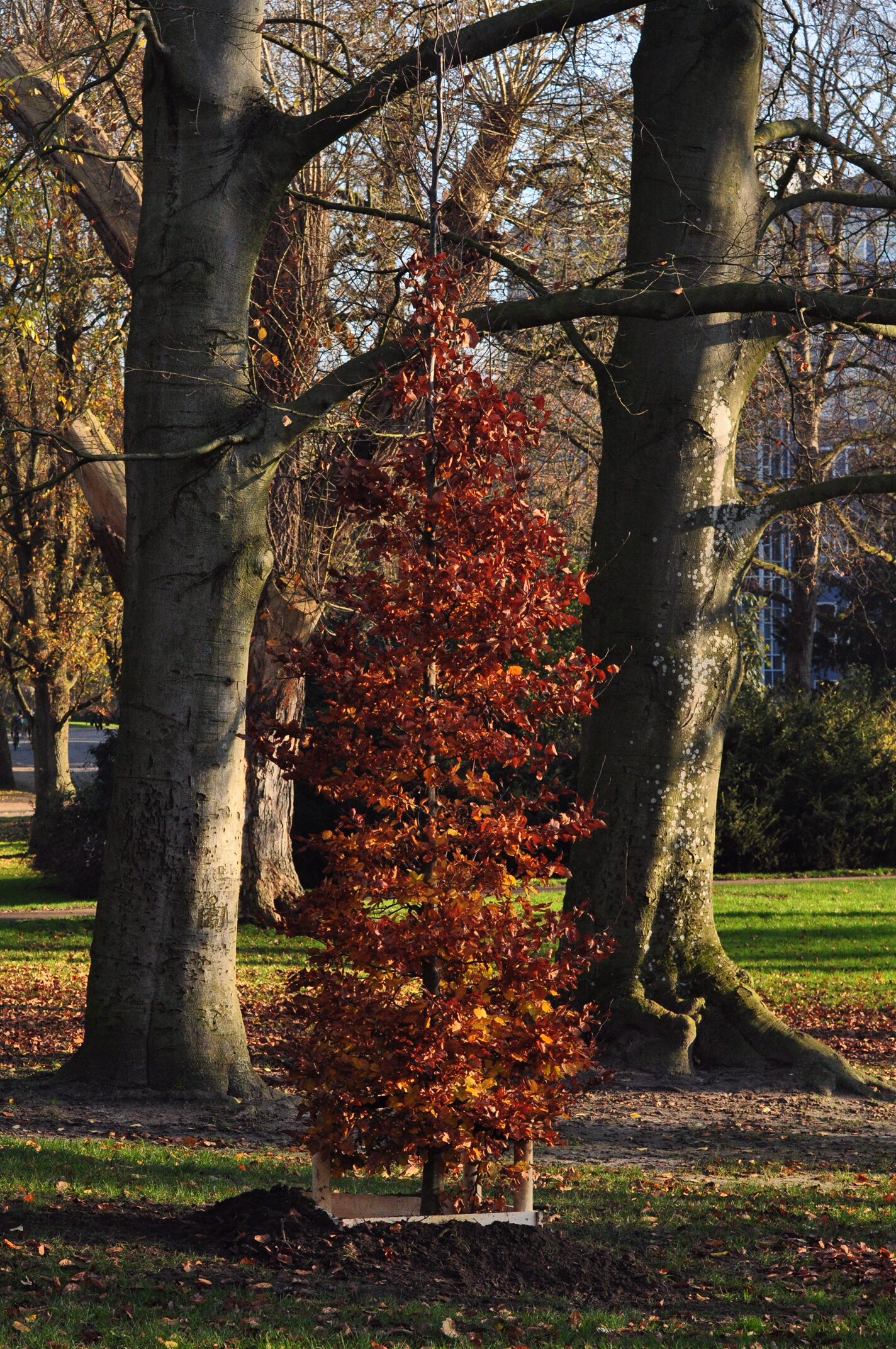 Weekjournaal Noorderplantsoen, week 48 door Janny Giezen