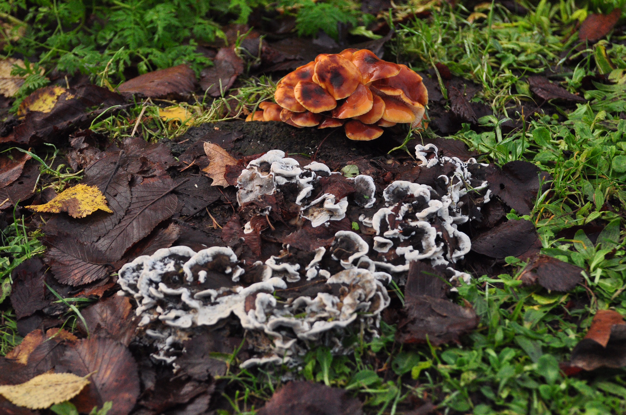 Weekjournaal Noorderplantsoen, week 52 door Janny Giezen