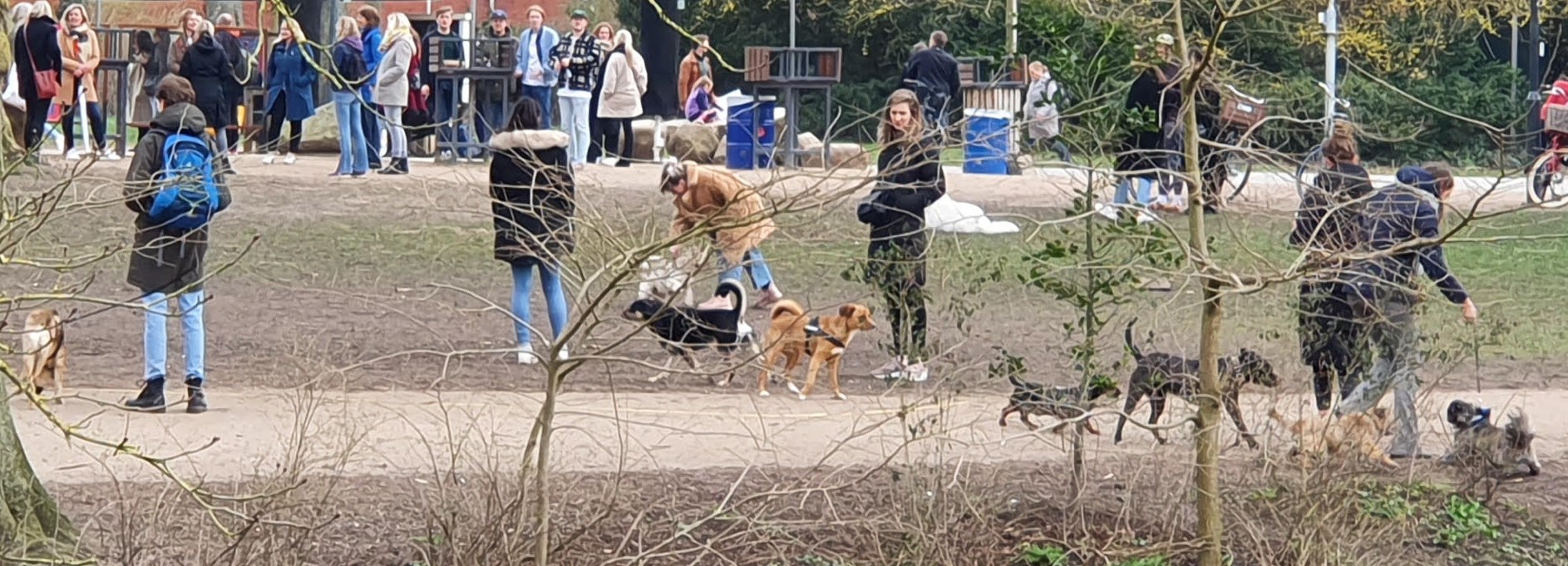 honden in NP klein