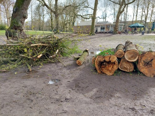 werk zagen boom NP 70422 05 klein