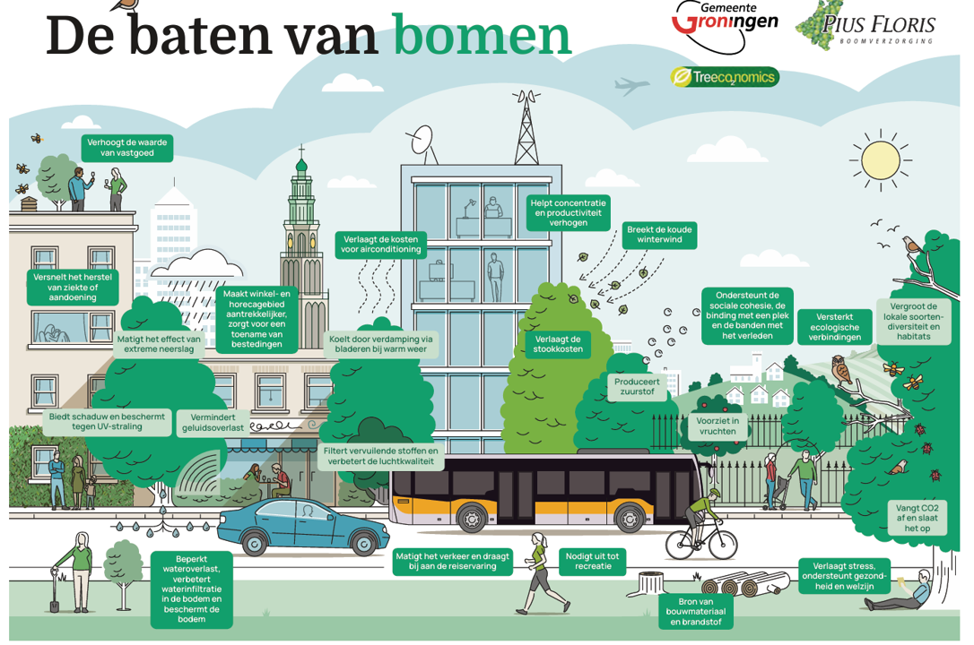 Gemeente presenteert bomenplan tot 2075